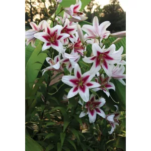 Lilium Altari - Liliom
