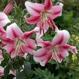 Lilium Anastasia - Liliom