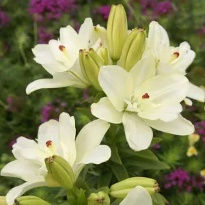 Lilium Annemaries Dream - Liliom