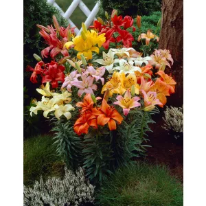 lilium-Asiatic-Mix