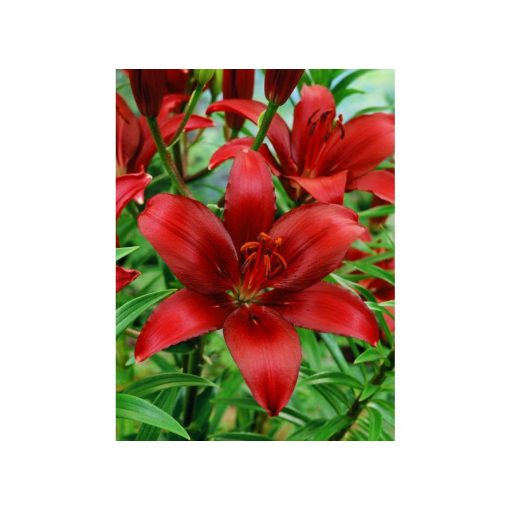 Lilium Asiatic Red