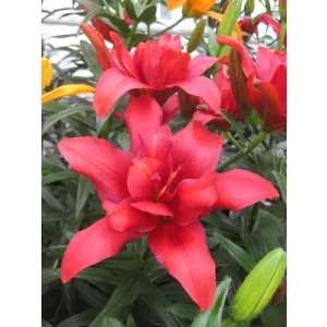Lilium Bald Eagle - Liliom