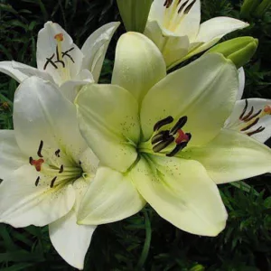 Lilium Ercolano - Liliom