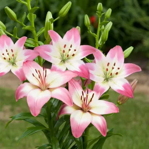 Lilium Levi - Liliom
