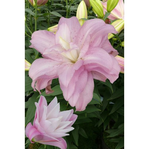 Lilium Lotus Spring (14/+) - Liliom
