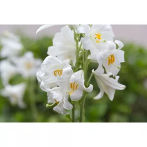 Lilium candidum (I.) - Madonna liliom