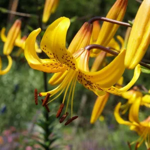 Lilium leichtlinii - Liliom