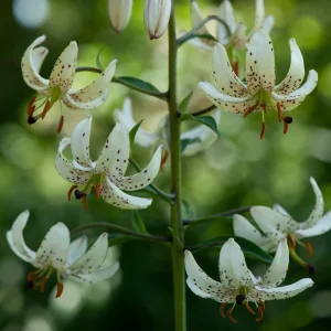Lilium martagon Albi Morning