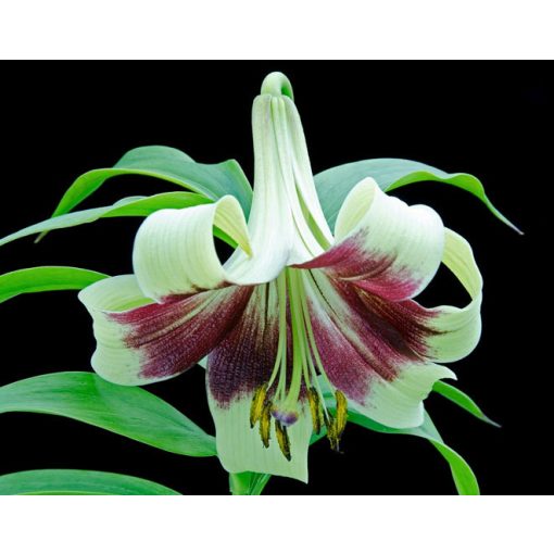 Lilium nepalense (I.) - Liliom