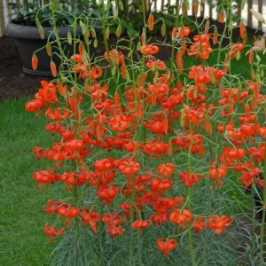 Lilium pumilum (14/+) - Liliom