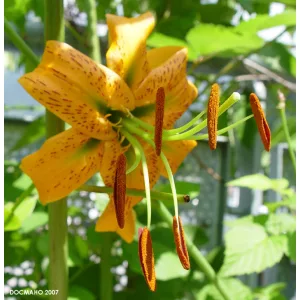 Lilium rosthornii (14/+) - Liliom
