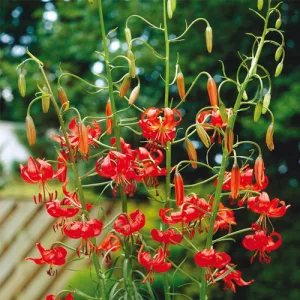 Lilium tenuifolium (14/+) - Liliom