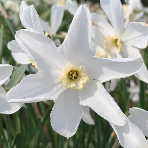 Narcissus Polar Ice - Nárcisz
