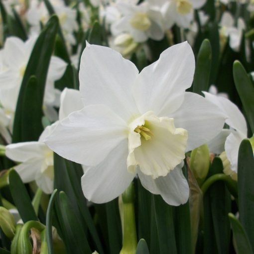 Narcissus Tresamble - Nárcisz