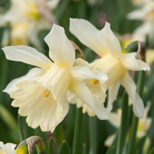 Narcissus W.P. Milner - Nárcisz