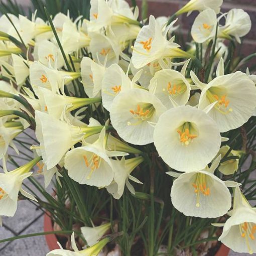 Narcissus Arctic Bells - Nárcisz