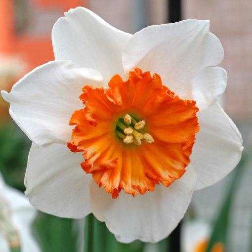 Narcissus Bella Vista - Nárcisz