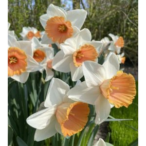 Narcissus Chromacolor - Nárcisz
