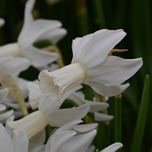 Narcissus Emcys - Nárcisz
