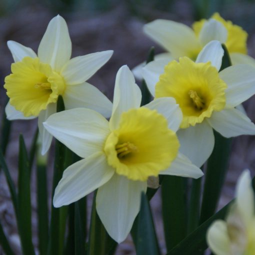 Narcissus February Silver - Nárcisz