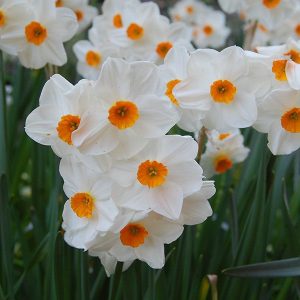 Narcissus Geranium - Nárcisz