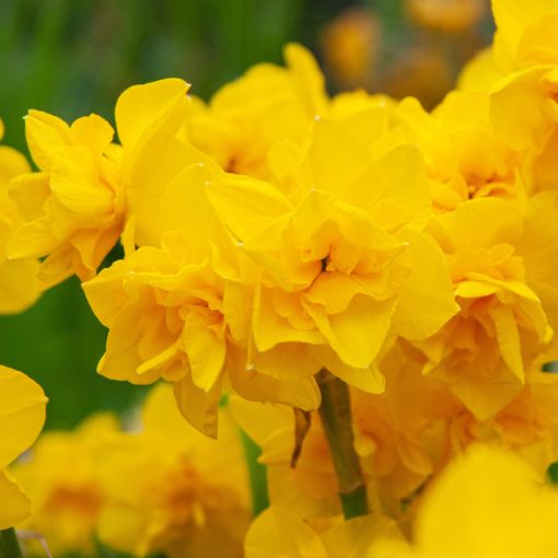 Narcissus Golden Delicious - Nárcisz