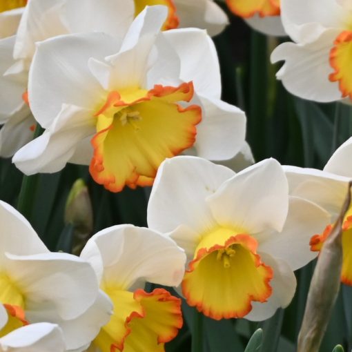Narcissus Hawaiian Skies - Nárcisz