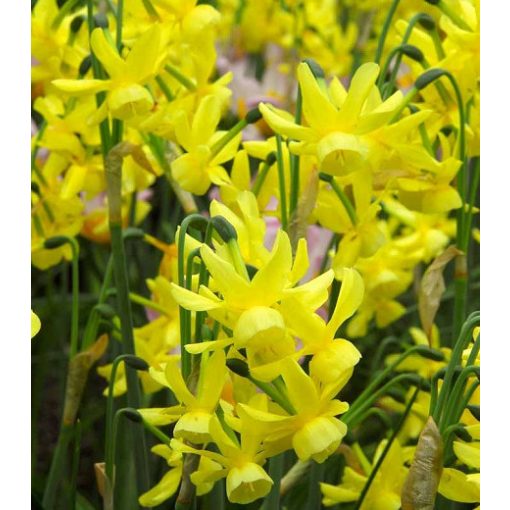 Narcissus Hawera - Nárcisz