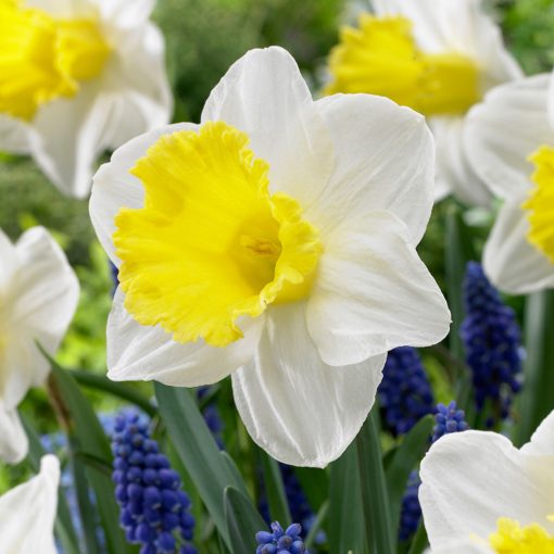 Narcissus Holland Sensation - Nárcisz