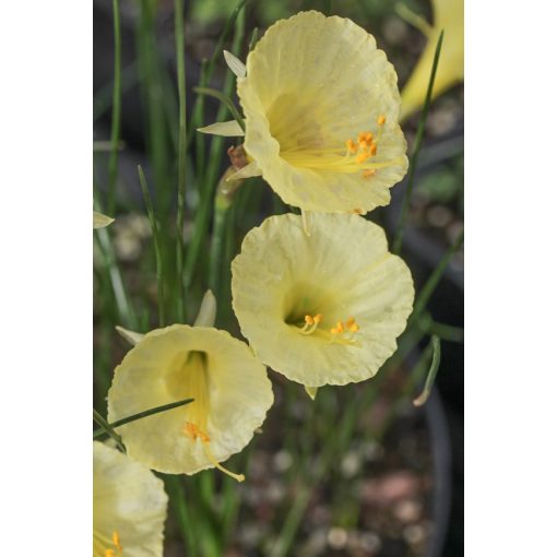 Narcissus romieuxii Julia Jane - Nárcisz