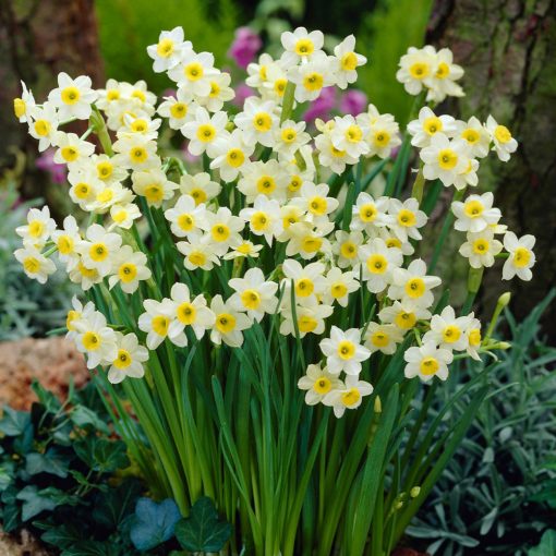 Narcissus Minnow - Nárcisz