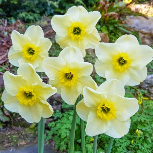 Narcissus Mint Julep - Nárcisz