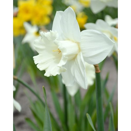 Narcissus Mount Hood - Nárcisz