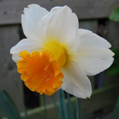 Narcissus Orange Sunset - Nárcisz