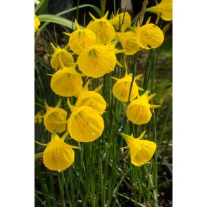 Narcissus Oxford Gold - Nárcisz