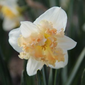 Narcissus Palmares - Nárcisz