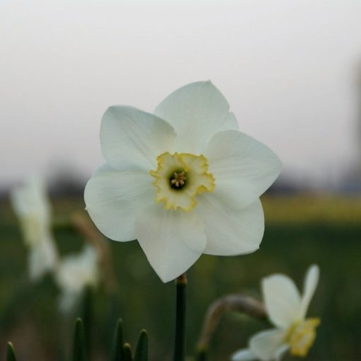 Narcissus Park Springs - Nárcisz