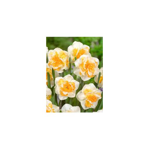Nárcisz - Narcissus Peach Prince