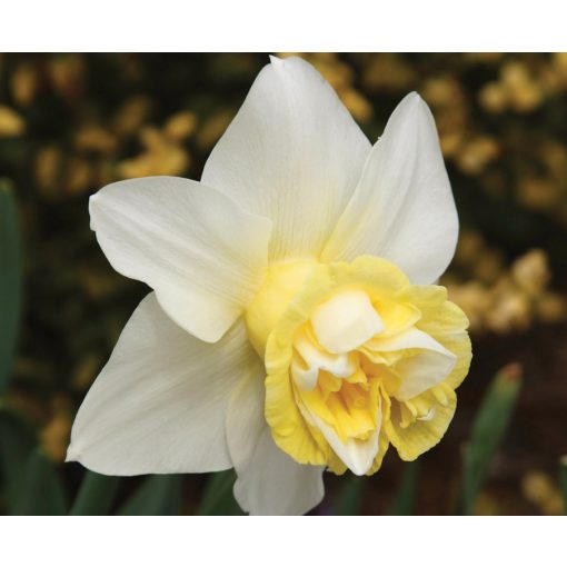 Narcissus Popeye - Nárcisz