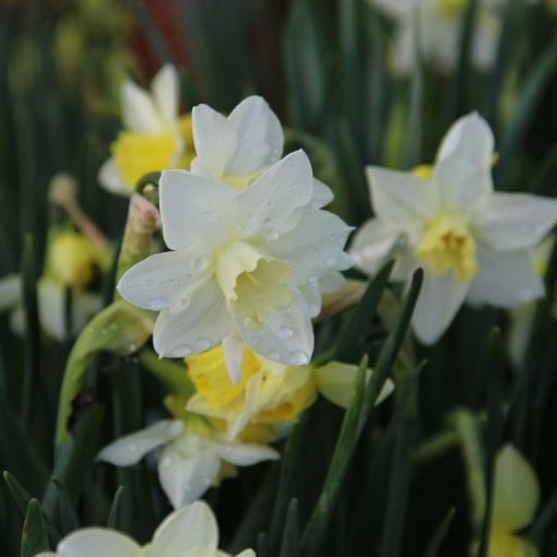 Narcissus joquilla Pueblo - Nárcisz