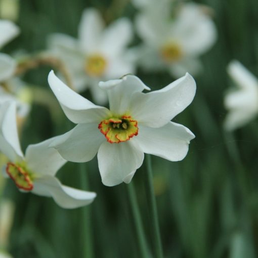 Narcissus poeticus var. recurvus - Nárcisz