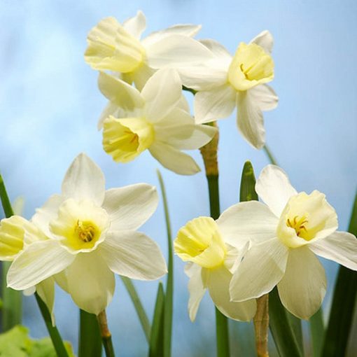 Narcissus Sailboat - Nárcisz