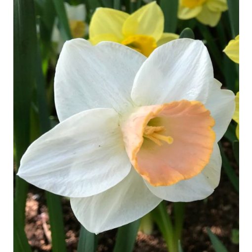 Narcissus Salome - Nárcisz