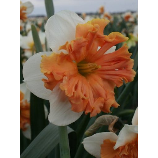 Narcissus Shrike - Nárcisz