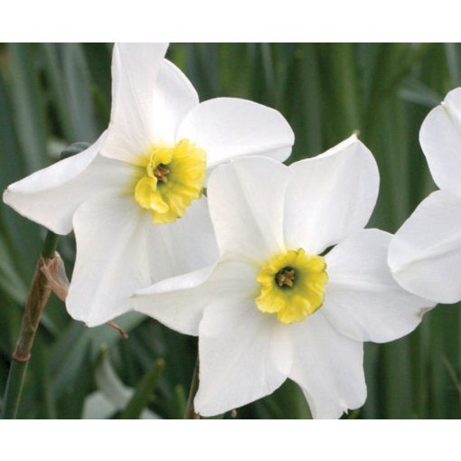 Narcissus Sinopel - Nárcisz