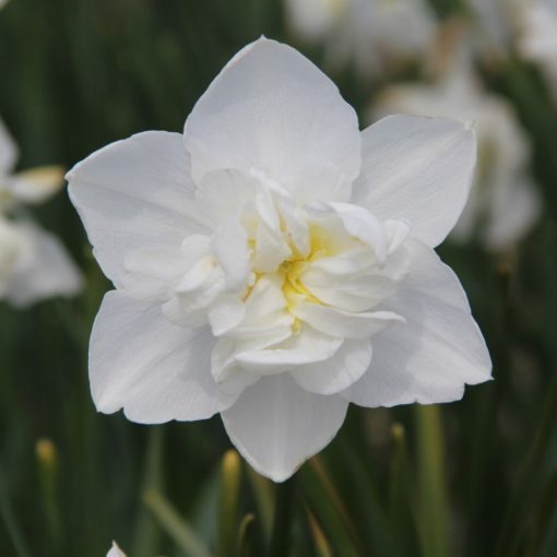Narcissus Snowball - Nárcisz