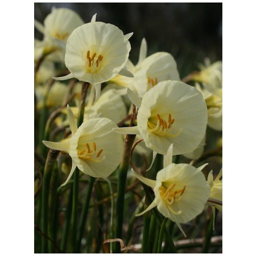 Narcissus Spoirot - Nárcisz