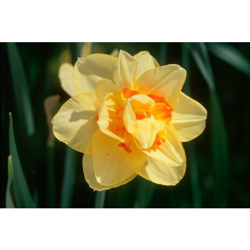 Narcissus Texas - Nárcisz