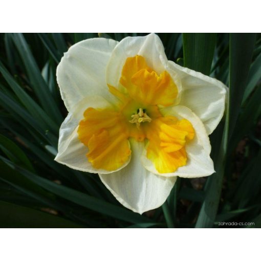 Narcissus Tricollet - Nárcisz