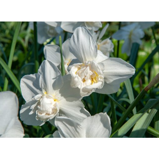 Narcissus White Marvel - Nárcisz